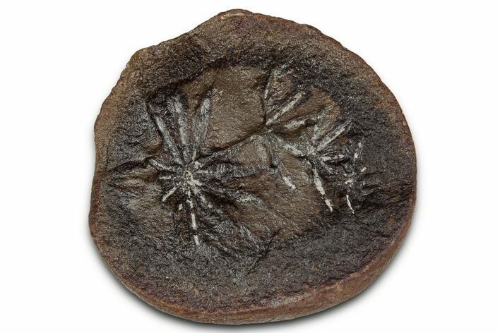 Fossil Horsetail (Annularia) Nodule Half - Mazon Creek #336175